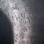estrach n°1264